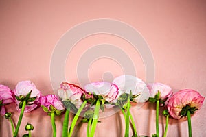 Ranunculus in pink in a row, background