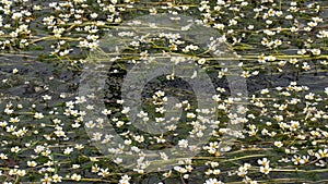 Ranunculus platanifolius plant with 5 white petals and yellow corolla