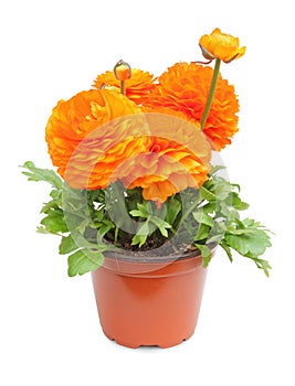 Ranunculus pot for planting in the spring garden isolated, including clipping path without shade.