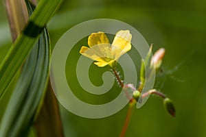 RanunculusÃÂ is aÃÂ large genus of about 500ÃÂ species ofÃÂ flowering plantsÃÂ in the familyÃÂ Ranunculaceae.