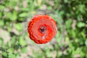 Ranunculus red flower, Latin name Ranunculus asiaticus.