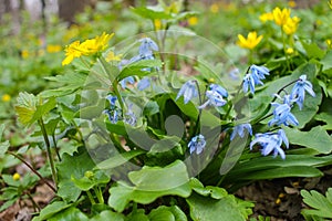 Ranunculus repens, the creeping buttercup