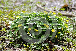 Ranunculus repens, the creeping buttercup