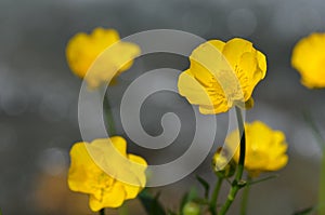 Ranunculus repens flower close up