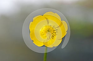 Ranunculus repens flower close up