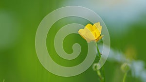 Ranunculus repens swaying in the wind. Meadow yellow flowers buttercup thicket. Lesser spearwort. Close up.