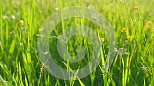 Ranunculus repens swaying in the wind. Meadow yellow flowers buttercup thicket. Lesser spearwort. Static.