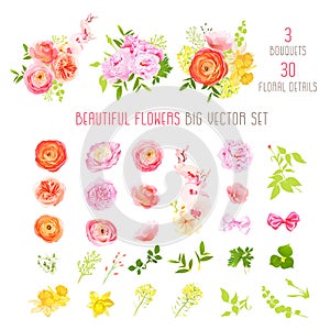 Ranunculus, rose, peony, narcissus, orchid flowers and decorative plants big vector collection