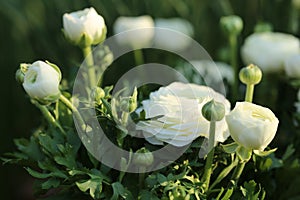 Ranunculus white and daffodils. white flowers in the spring morning garden in the sun.Floriculture concept. Growing