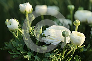 Ranunculus white and daffodils. white flowers in the spring morning garden in the sun.Floriculture concept. Growing photo