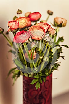 Ranunculuses Bouquet in the red vase on a blured beige background