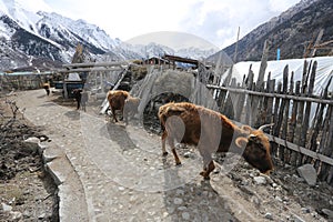 Ranwuhu banks of the Tibetan people