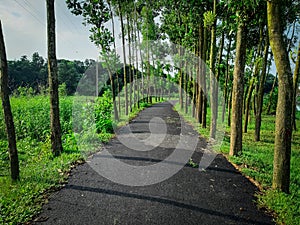 Raod covered with trees and extrem sunlight photo