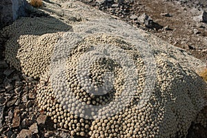 Raoulia plant growing on scree field