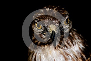 Rapacious bird on black background