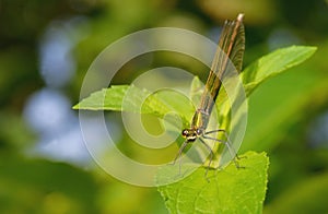 Rapacious Flange-tail Dragonfly photo