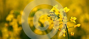 Rapak, leuchtend gelbe Blume. Selektiver Fokus. close up