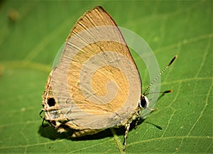 Rapala manea, slate flash butterfly close wing female