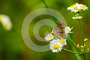 Rapala nissa butterfly nectaring on flower photo