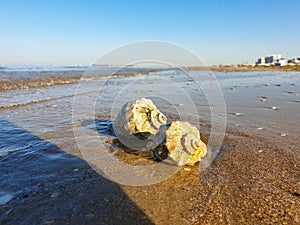 Rapana, Muricidae. predatory marine gastropod mollusks. A warm summer morning on the coast of the Black sea