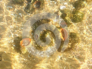 Rapana, Muricidae. predatory marine gastropod mollusks. A warm summer morning on the coast of the Black sea
