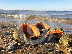 Rapana, Muricidae. predatory marine gastropod mollusks. A warm summer morning on the coast of the Black sea