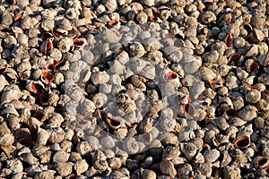 Rapana sea shells large amount