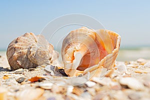 Rapana shells on sand against the background of the sea