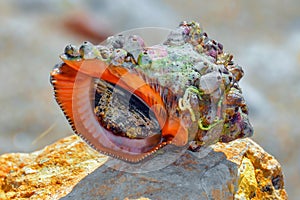 Rapana snail on a rock closeup - edible sea snail - colorful shell
