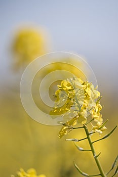 rapaseed (Brassica napus) flower