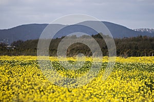 rapaseed (Brassica napus) flower