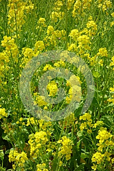 Rape blossom field dyed yellow