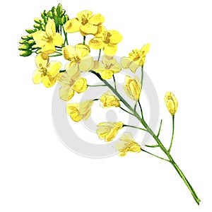 Rape blossom, flowering rapeseed canola or colza, blooming brassica napus flower, plant for oil industry and green