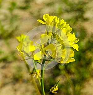 Rape blossoms in Hanzhong, Shaanxi