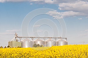 colza field and photo