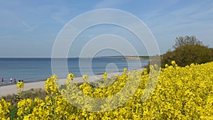 field on the Baltic Sea coast in spring