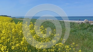 field on the Baltic Sea coast in spring