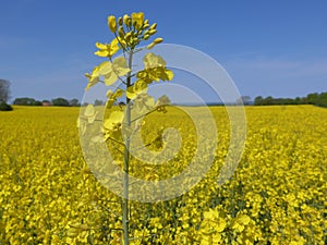 field on the Baltic Sea coast in spring