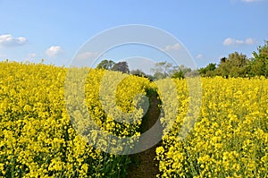 Rape field with blue sky - Brassica - napus colzamprestis