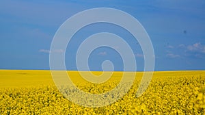 Rape field with bright yellow flowers under blue sky and white clouds