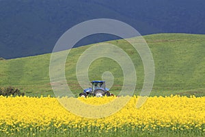 field, canola crops and tractor