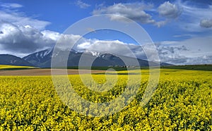 Field with Hight Tatra