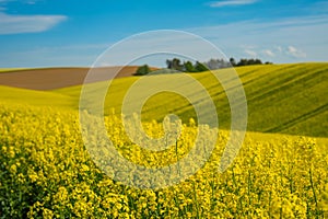 Rape field landscape