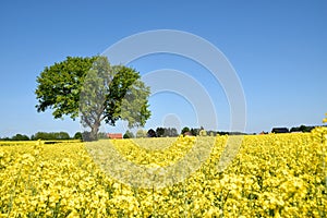 field with lone tree