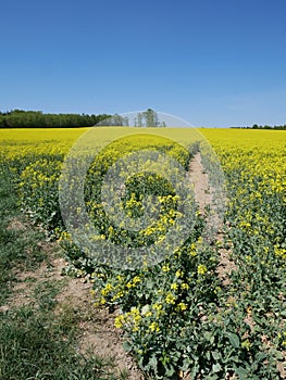 Rape field near by Gilching, upper Bavaria - yellow colza, blue sky and forest