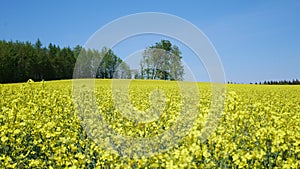 Rape field near by Gilching, upper Bavaria - yellow colza, blue sky and forest