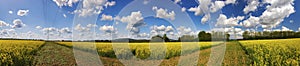 Rape field in panorama view