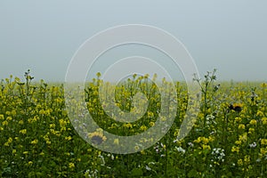 Rape field with poplars in the fog