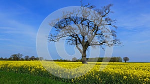 field in spring on a sunny day