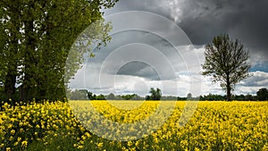 In the rape field before the storm